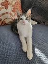 Fig