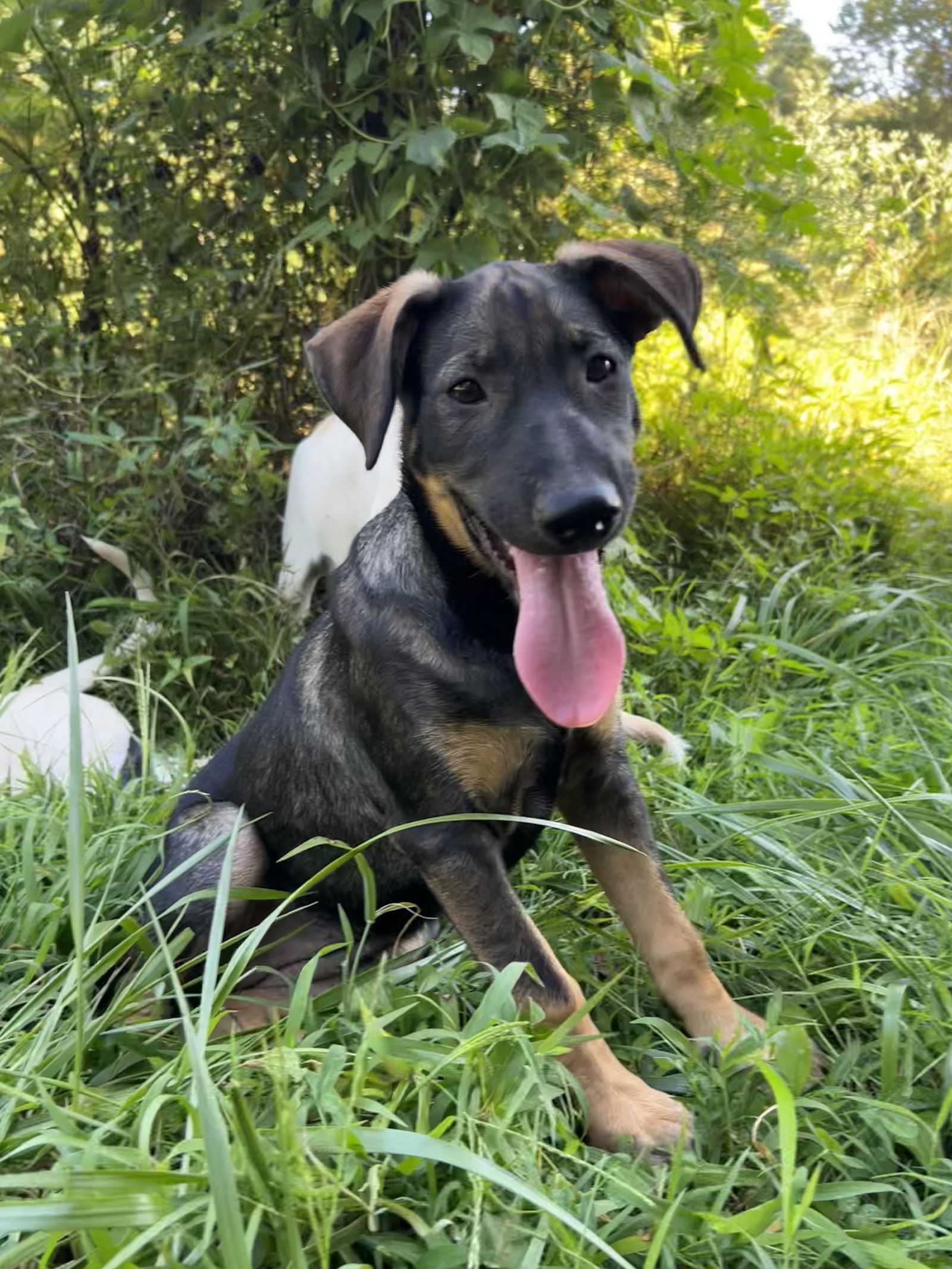 adoptable Dog in Nashville, TN named Dream