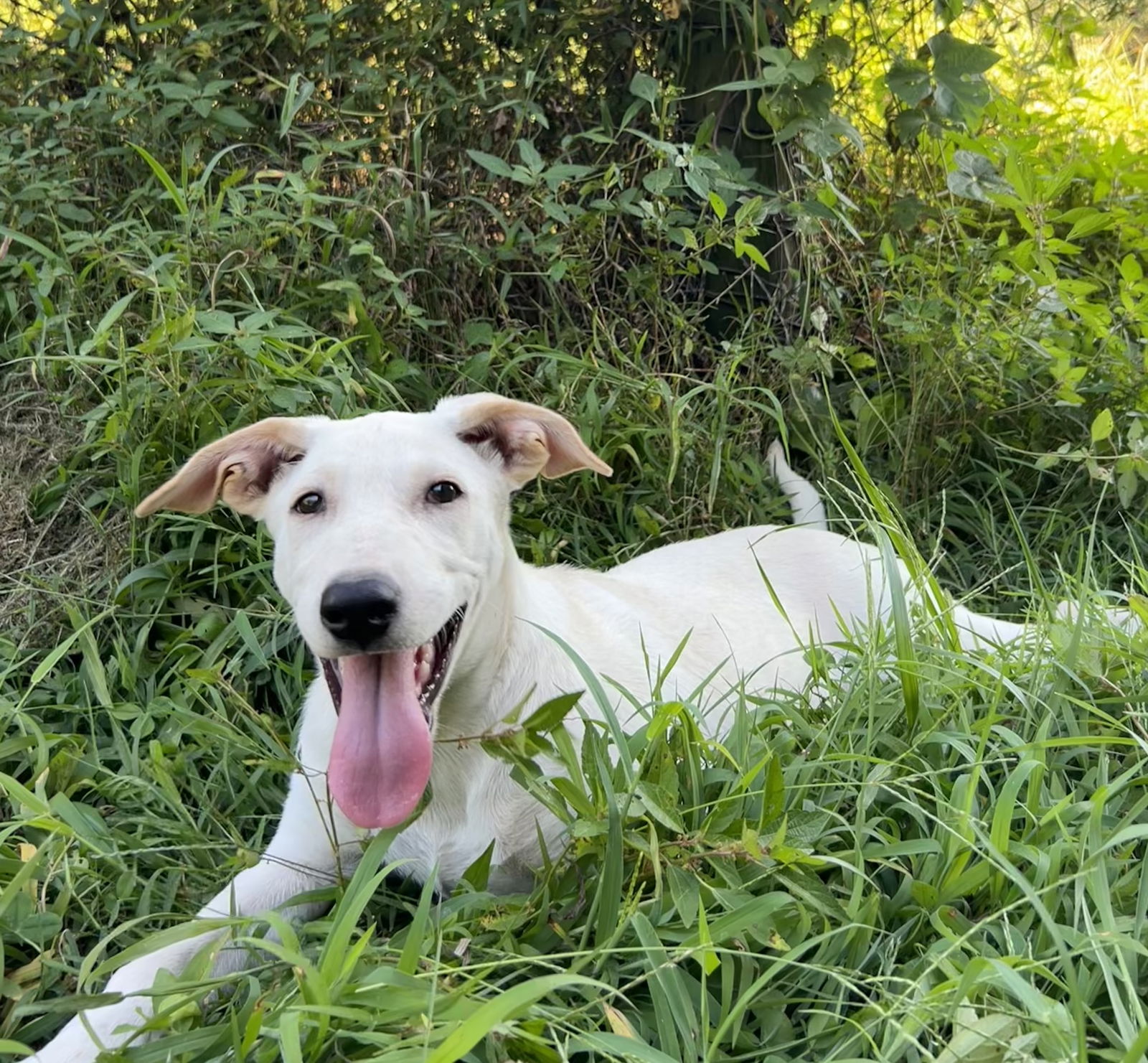 adoptable Dog in Nashville, TN named Dottie