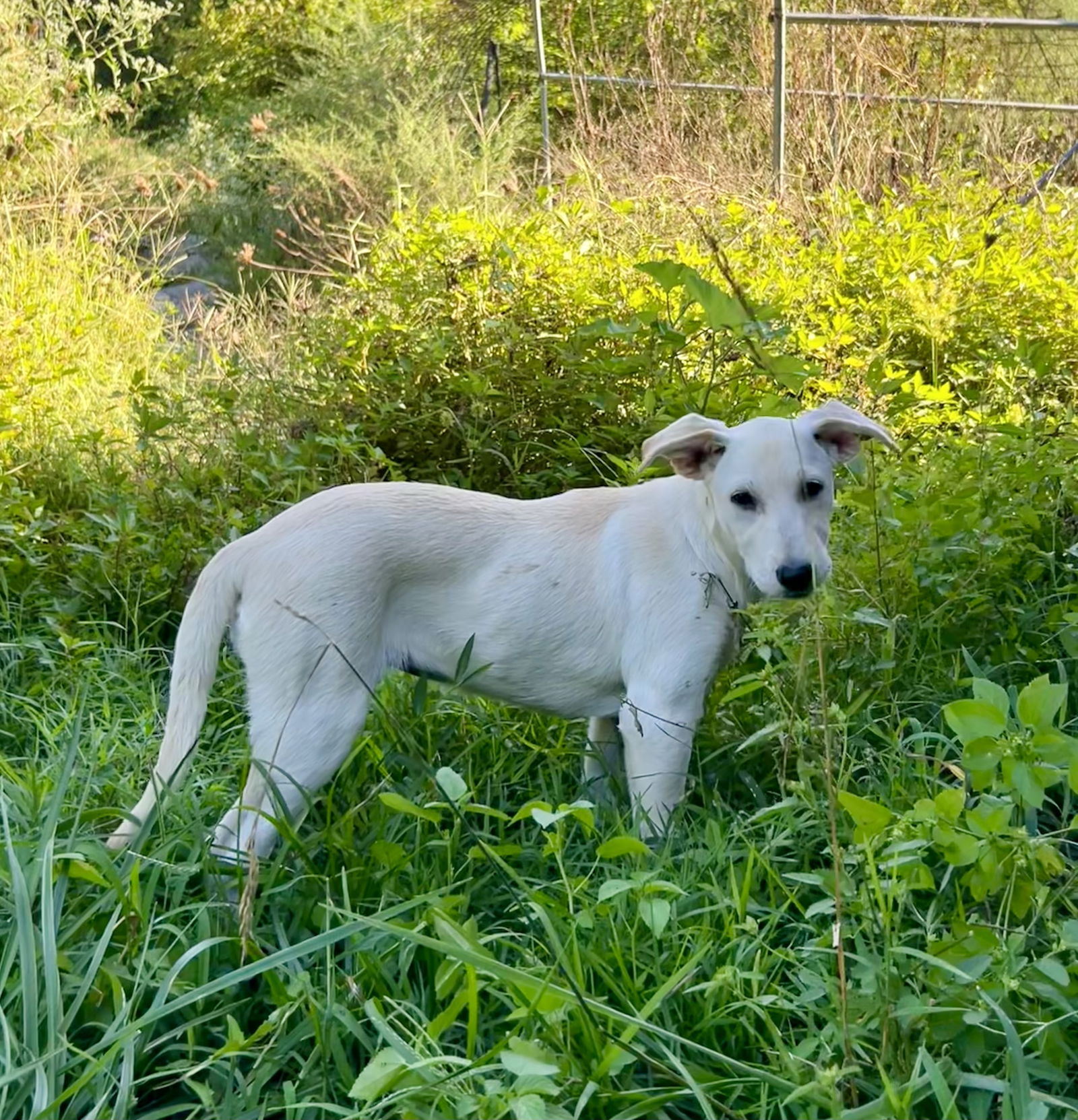 adoptable Dog in Nashville, TN named Doris Day