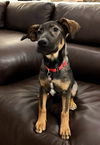 adoptable Dog in Nashville, TN named Denise