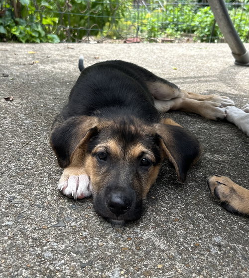 Finn
