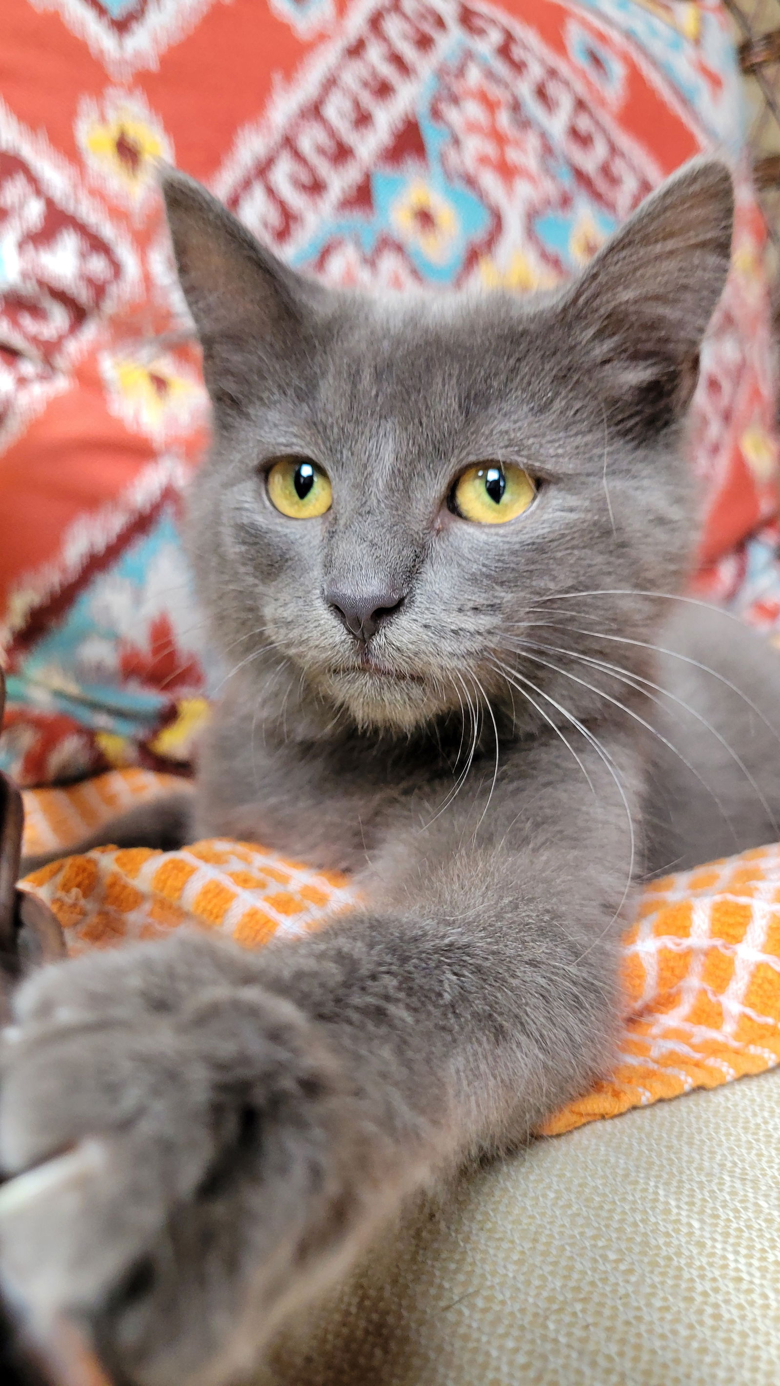 adoptable Cat in Nashville, TN named Mercury