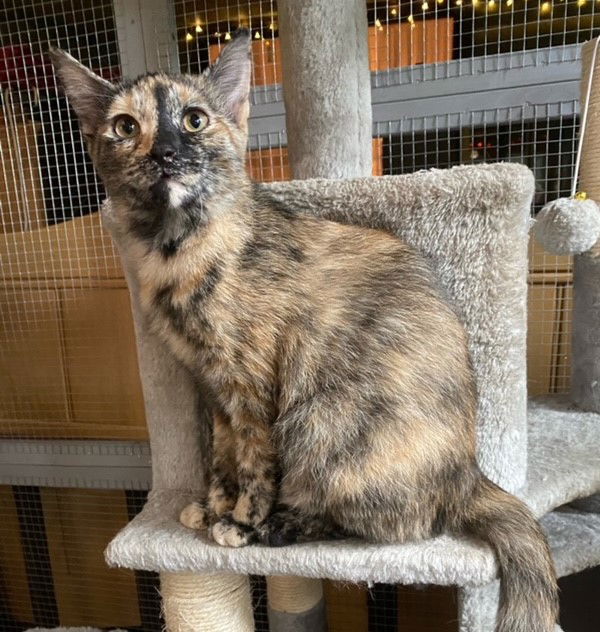 adoptable Cat in Nashville, TN named Cali