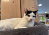 Blanca