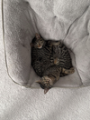 Snuggles