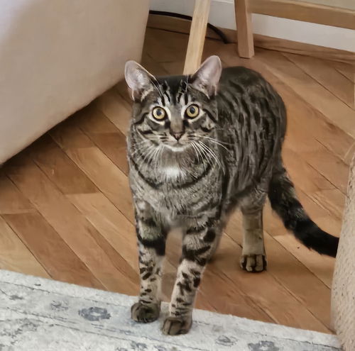 picture of the cat needing adoption