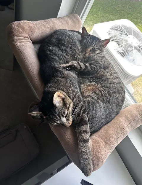 Snuggles image 3