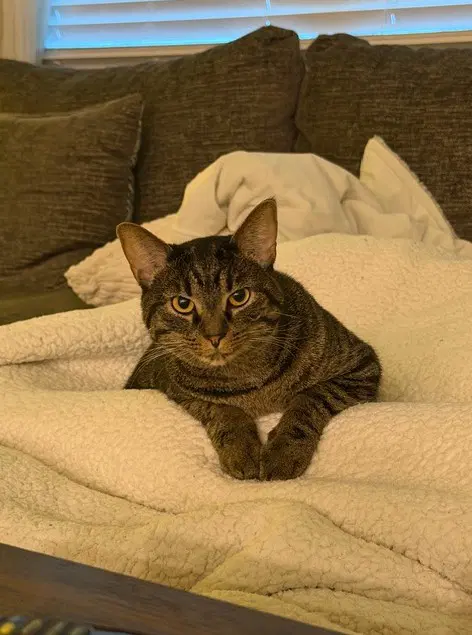 Cuddles image 4