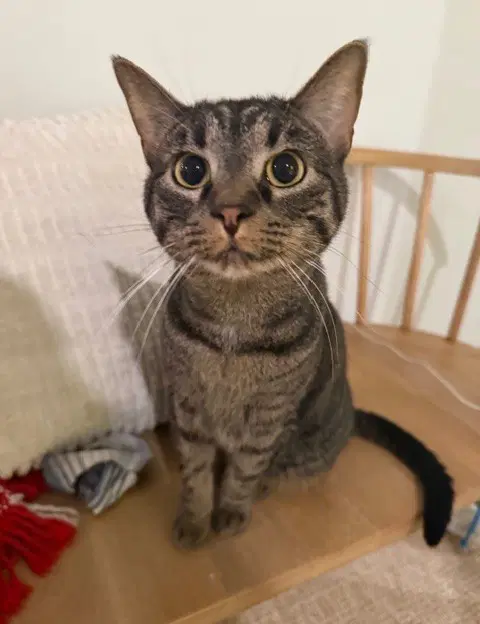 Cuddles - Domestic Short Hair