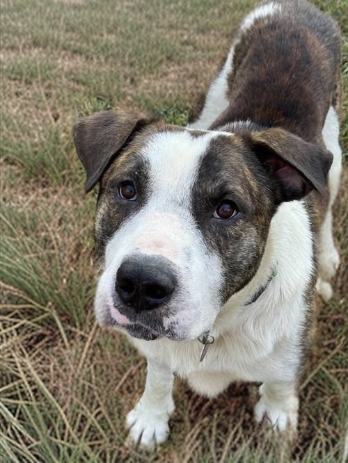 adoptable Dog in Nashville, TN named Bubba