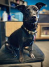 Pepper