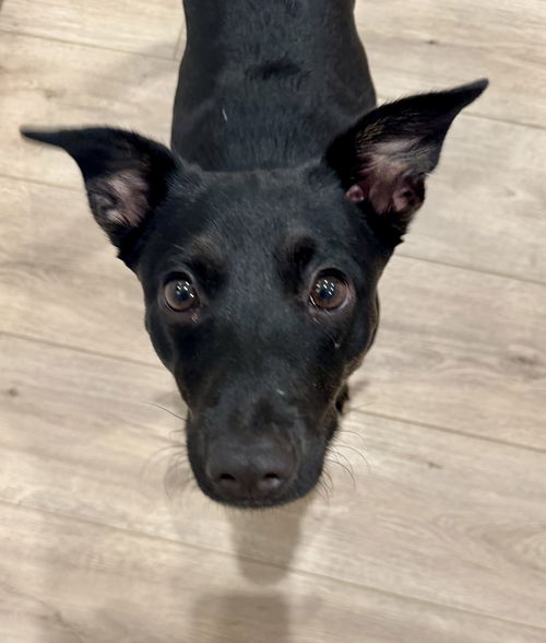 Pepper