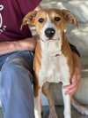 Daphne