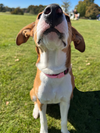 Daphne