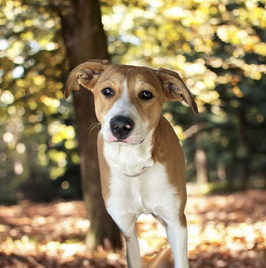 adoptable Dog in Nashville, TN named Daphne