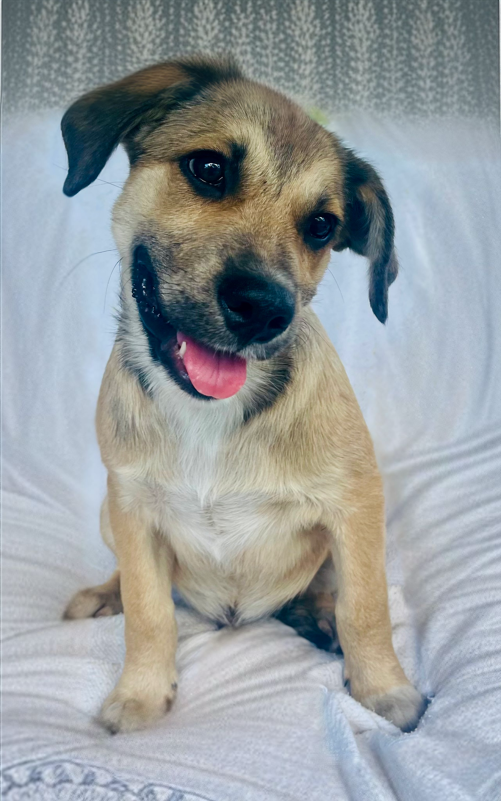 adoptable Dog in Nashville, TN named Bogie