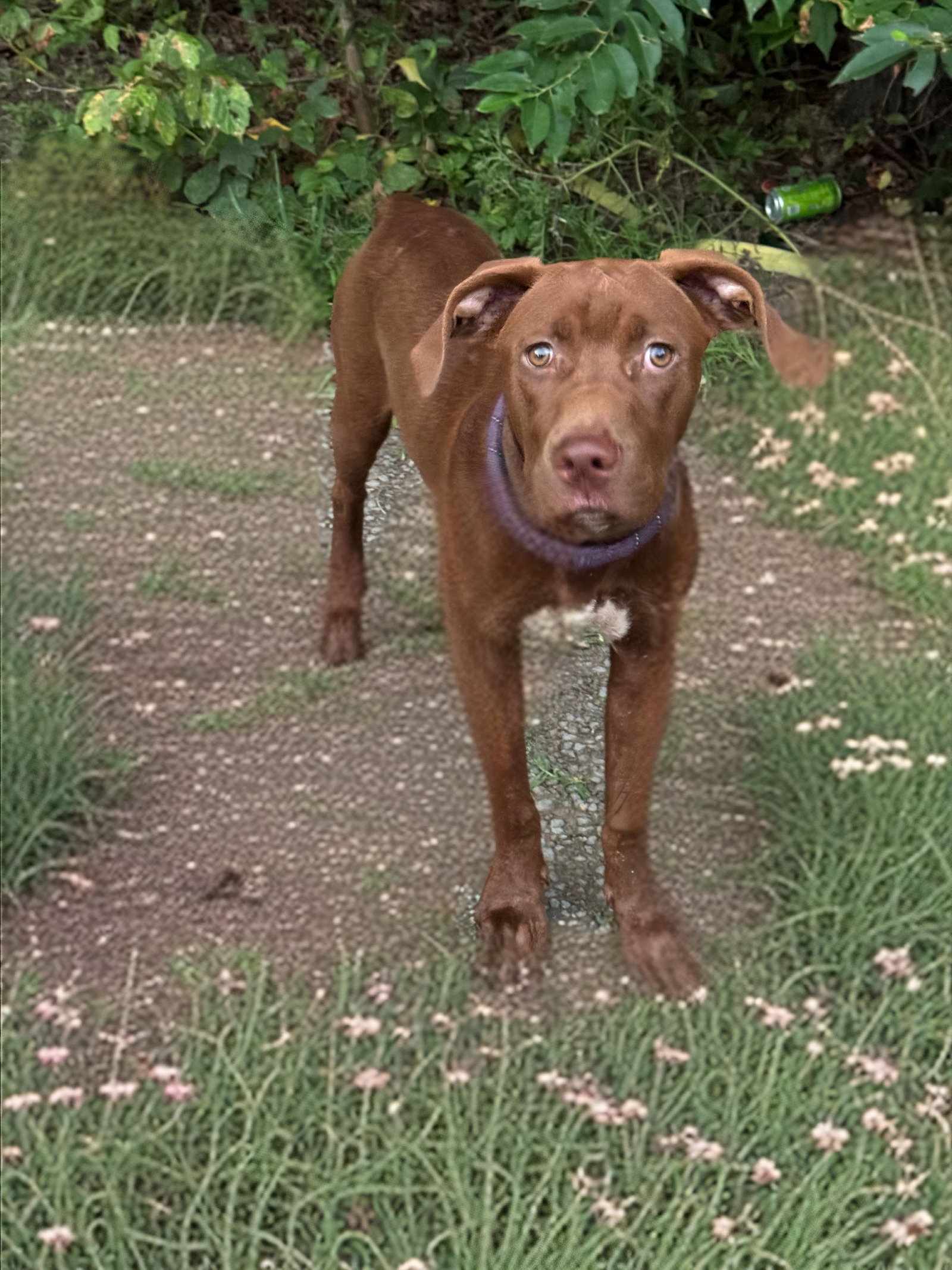 adoptable Dog in Nashville, TN named Trooper