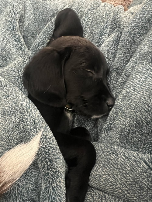 Bellatrix