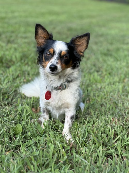 Merlin
