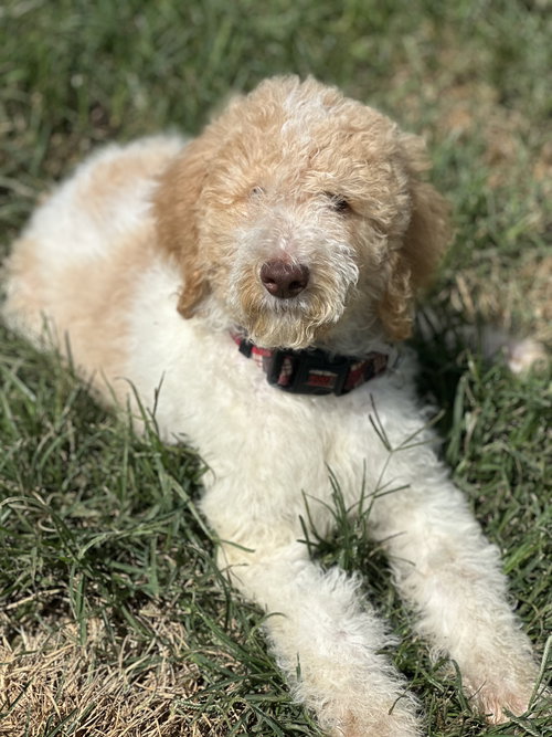 Carlos
