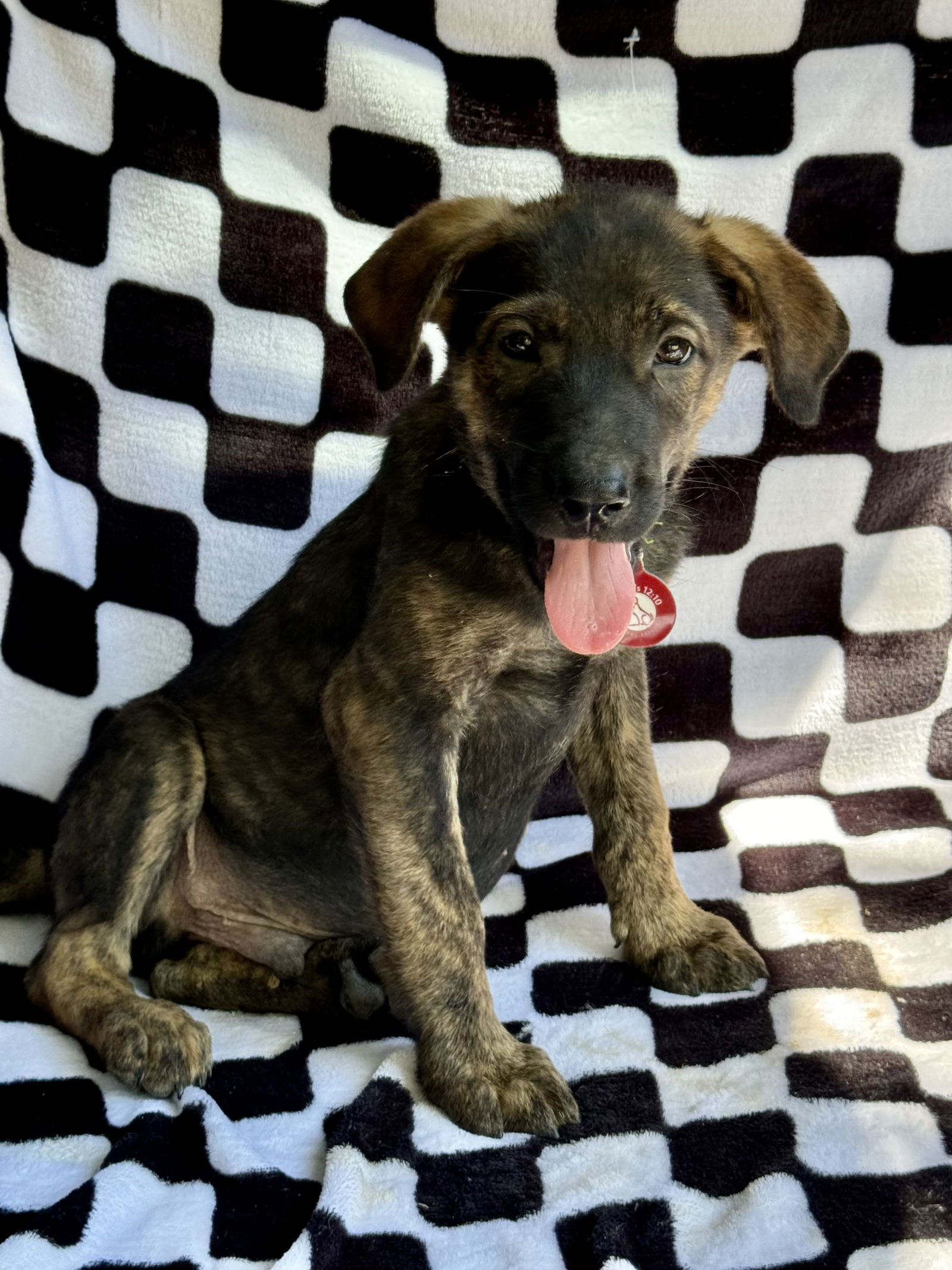 adoptable Dog in Nashville, TN named Joel