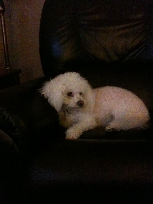 Sadie