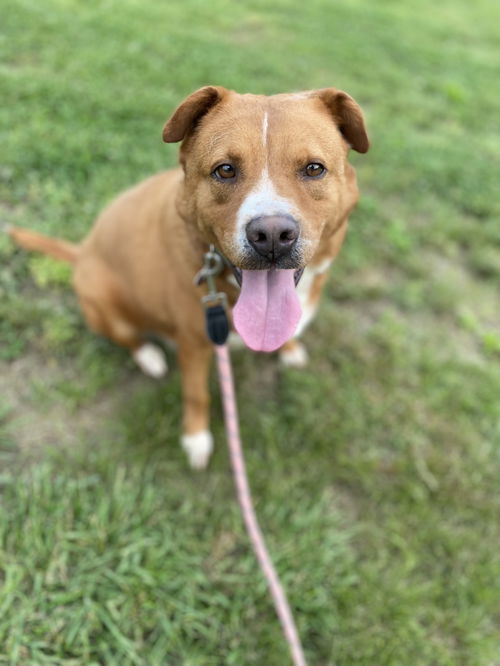 picture of the dog needing adoption