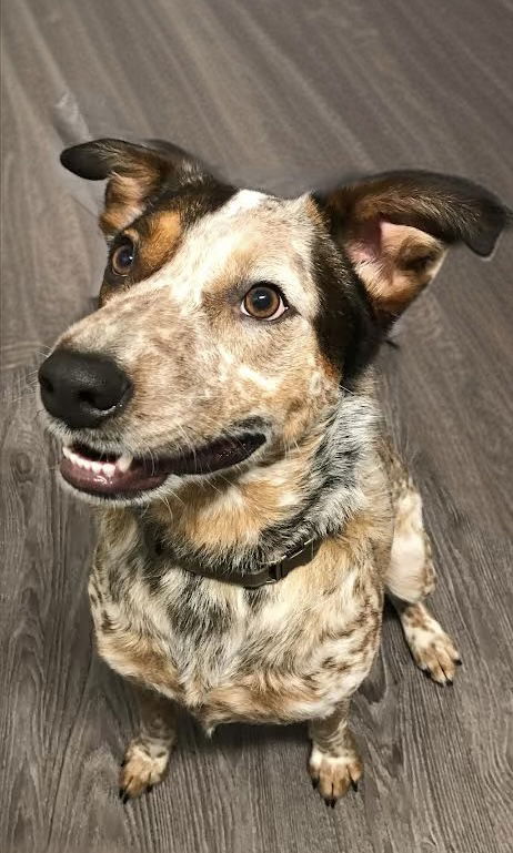 adoptable Dog in Nashville, TN named Rooster