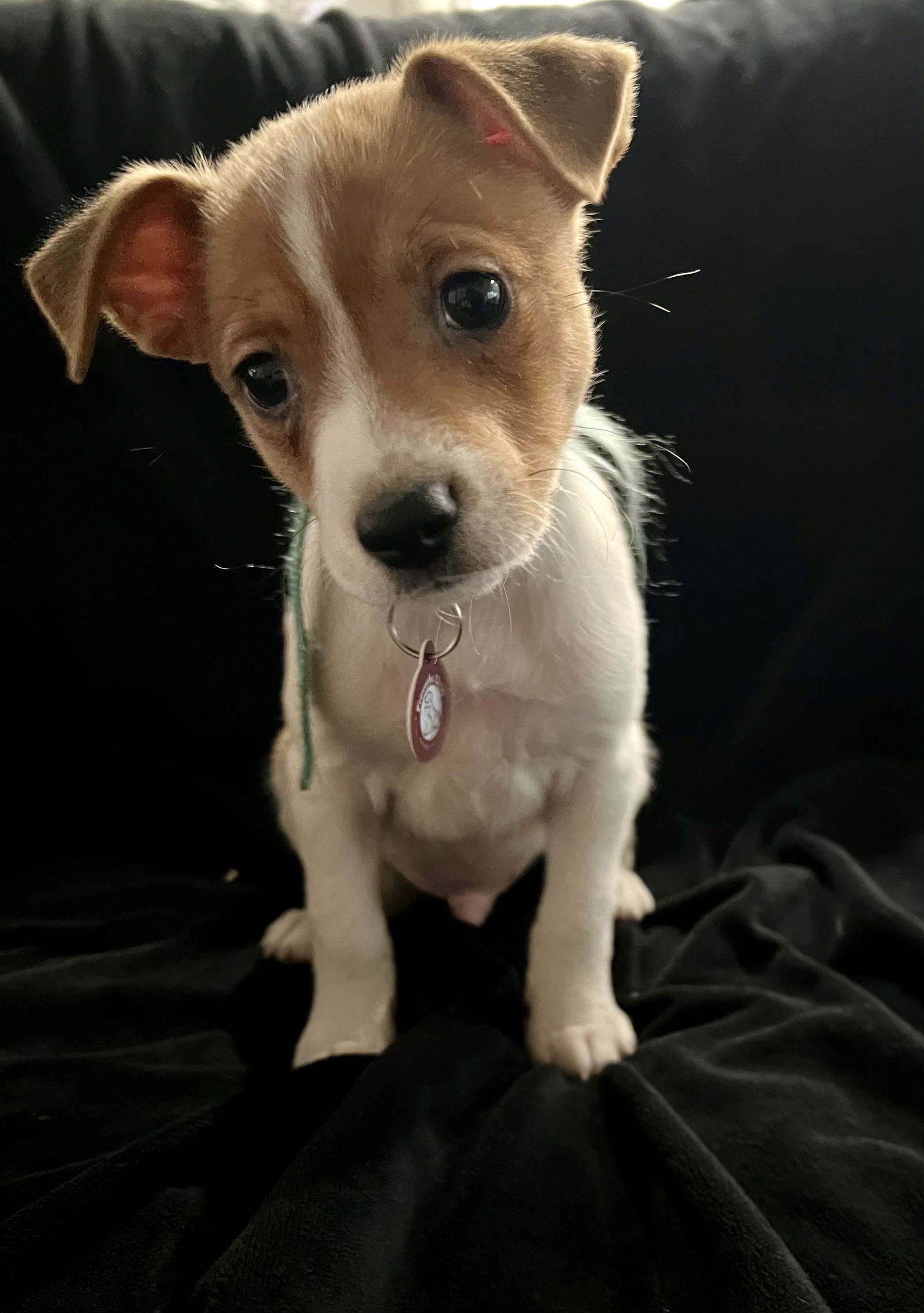 adoptable Dog in Nashville, TN named Ash Chihuahua