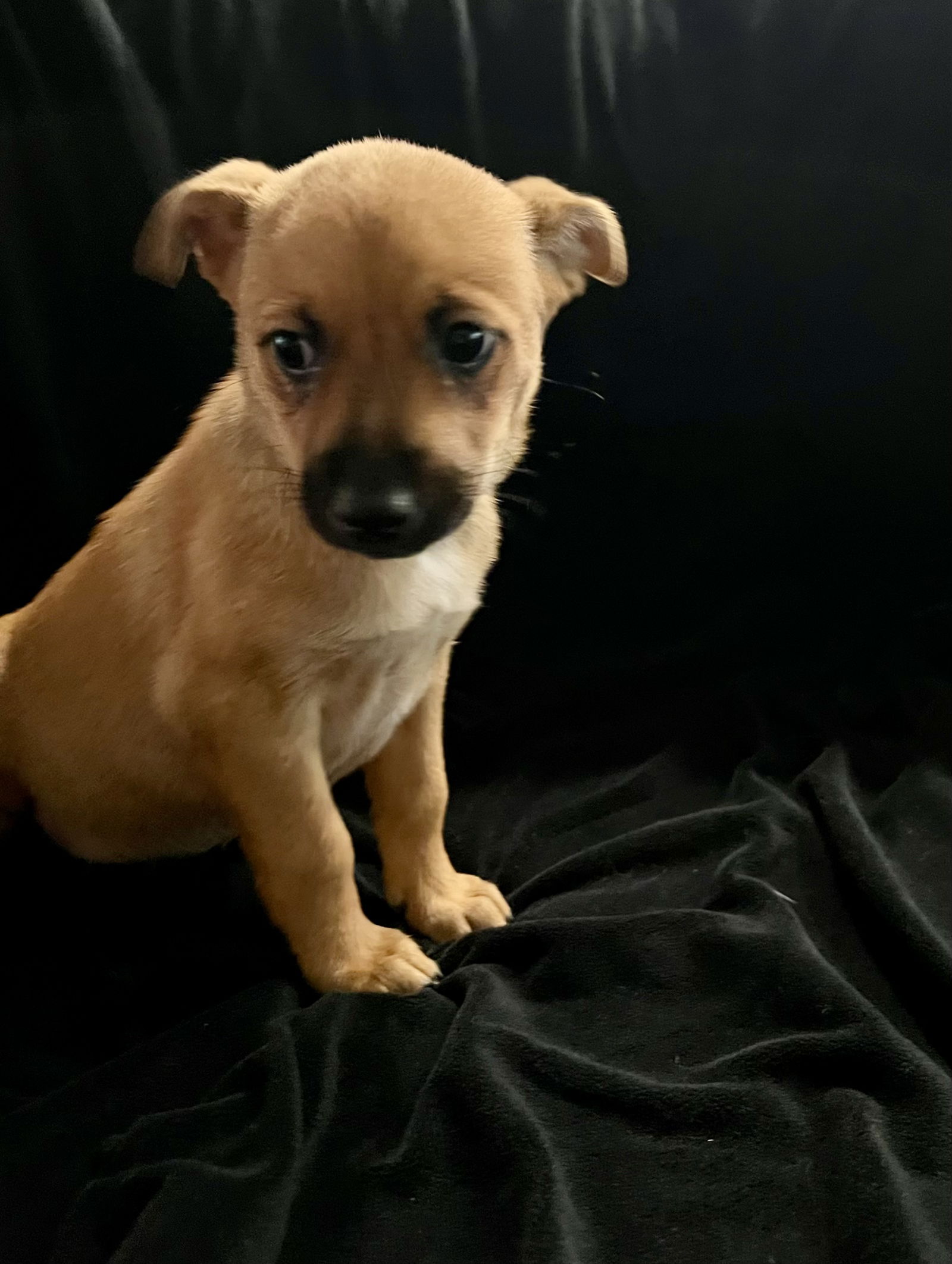 adoptable Dog in Nashville, TN named Petunia Chihuahua