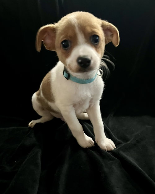 Maple Chihuahua