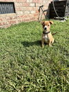 Tippi