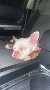 Piggy