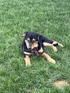 Gracie