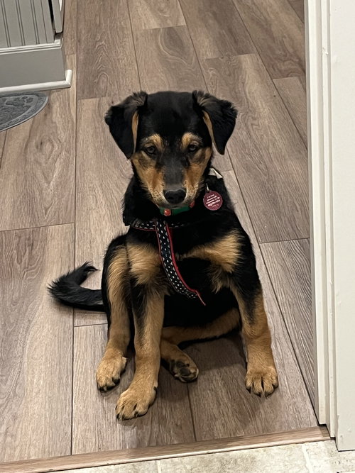 Gracie