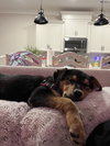 Gracie