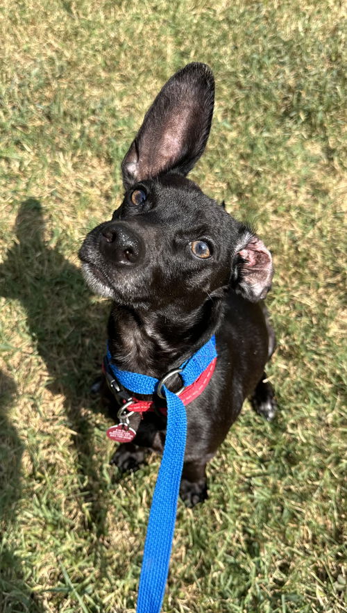 picture of the dog needing adoption