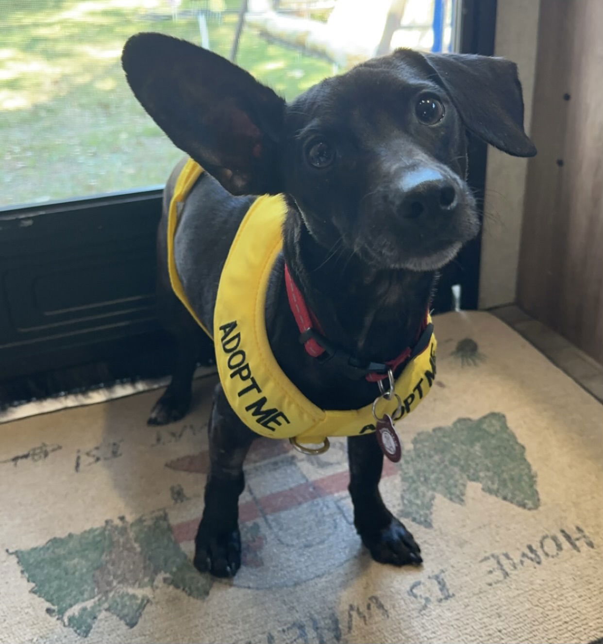 adoptable Dog in Nashville, TN named Ledger