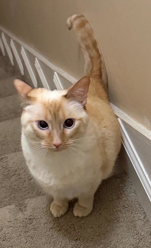 Jocelyn, a cat for adoption from Proverbs 12:10 Animal Rescue