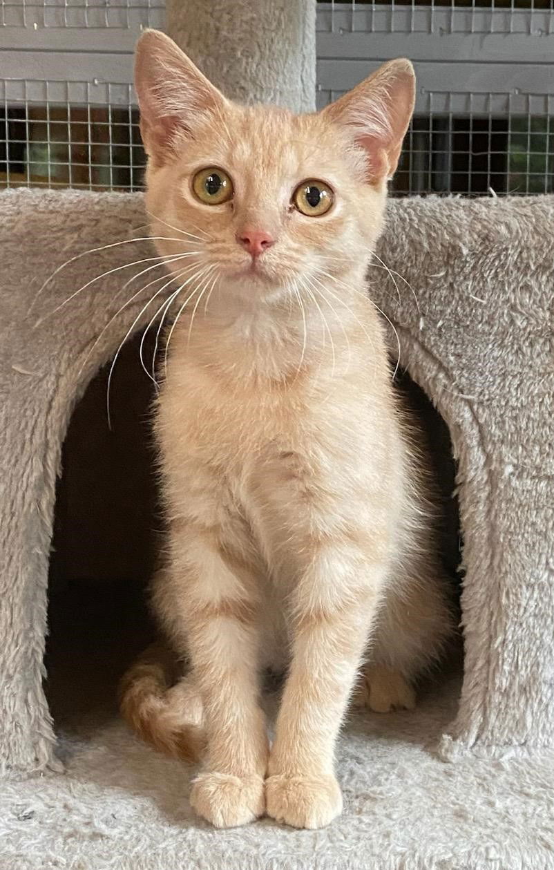 adoptable Cat in Nashville, TN named Carl