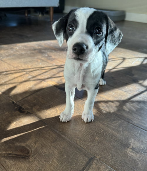 Avery