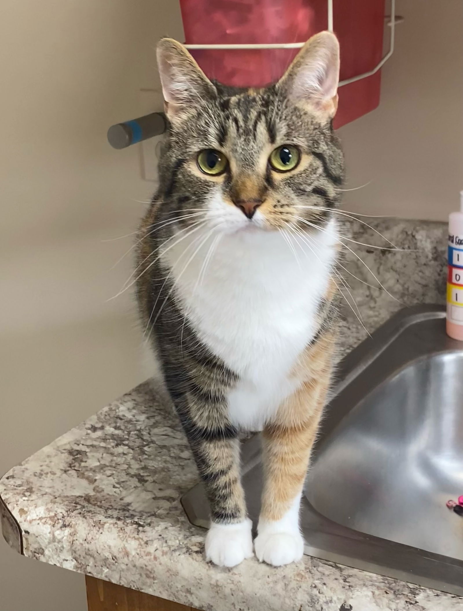 adoptable Cat in Nashville, TN named Cleo