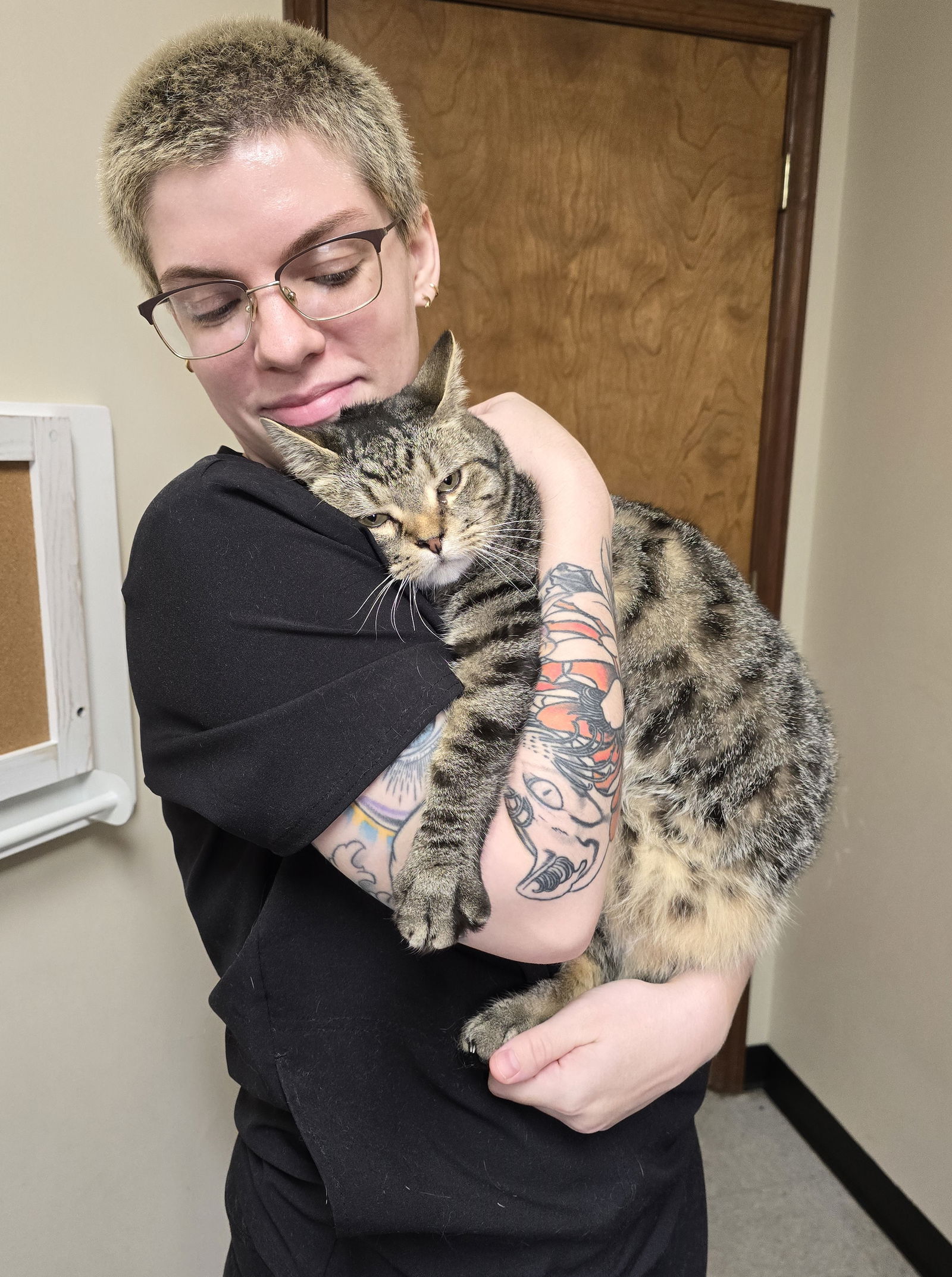 adoptable Cat in Nashville, TN named Ringo