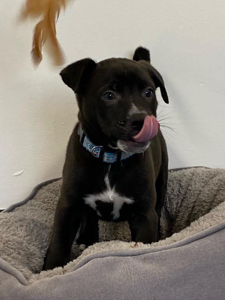 adoptable Dog in Nashville, TN named Aubie