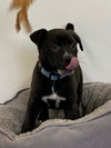 adoptable Dog in , TN named Aubie