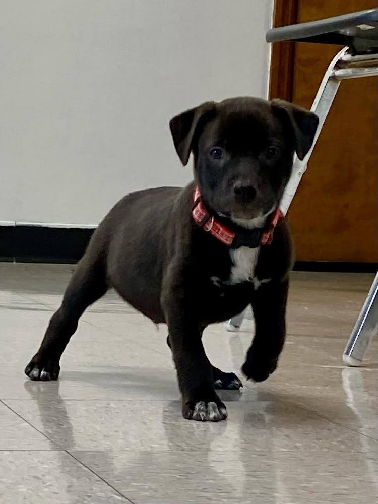 adoptable Dog in Nashville, TN named Frank