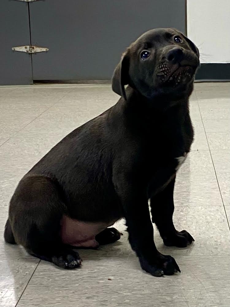 adoptable Dog in Nashville, TN named Chunkmeister