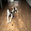 adoptable Dog in  named Booney Boy