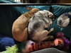 Pickles (bonded with Bo)